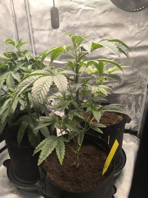 VANILLA FROSTING. Week 6