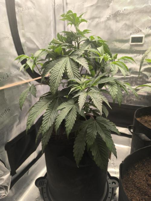 VANILLA FROSTING. Week 6