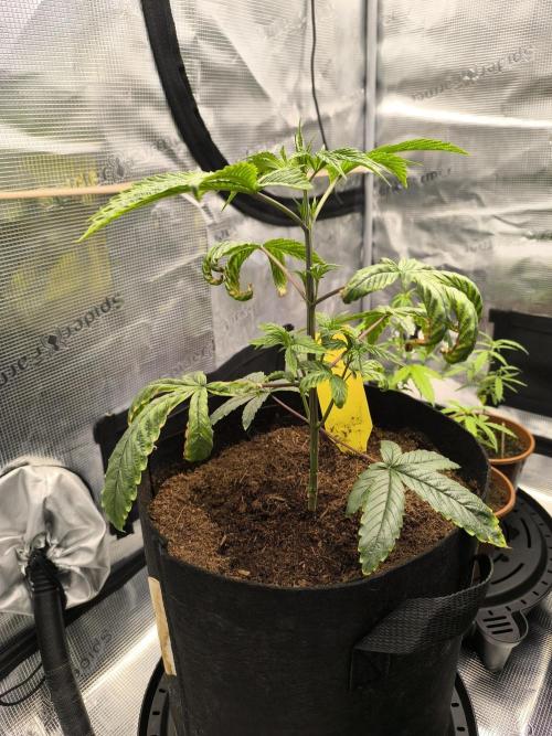 VANILLA FROSTING. Week 6