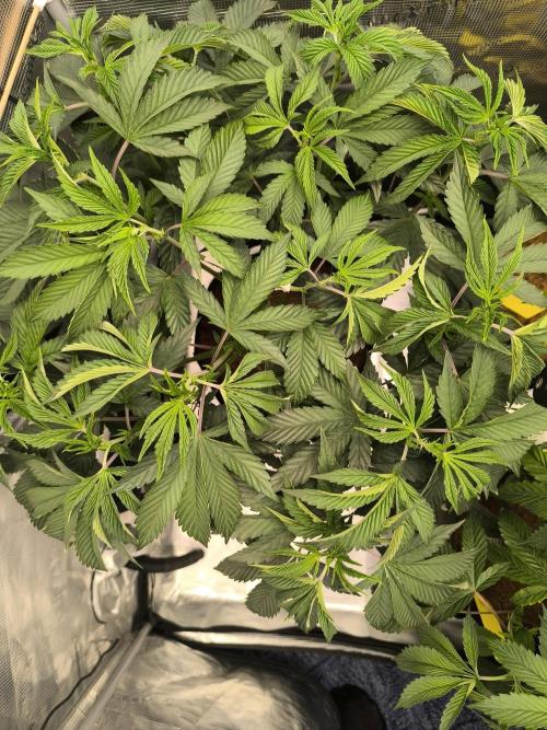 VANILLA FROSTING. Week 7