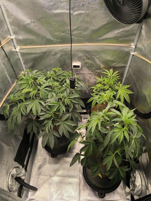 VANILLA FROSTING. Week 7