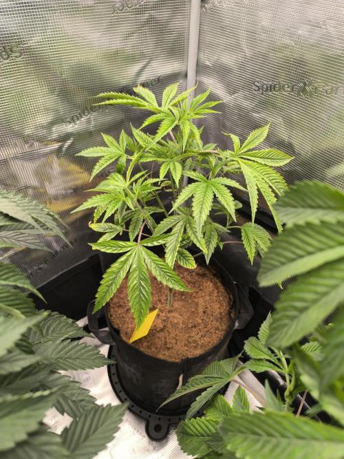 VANILLA FROSTING. Week 7