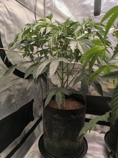 VANILLA FROSTING. Week 7