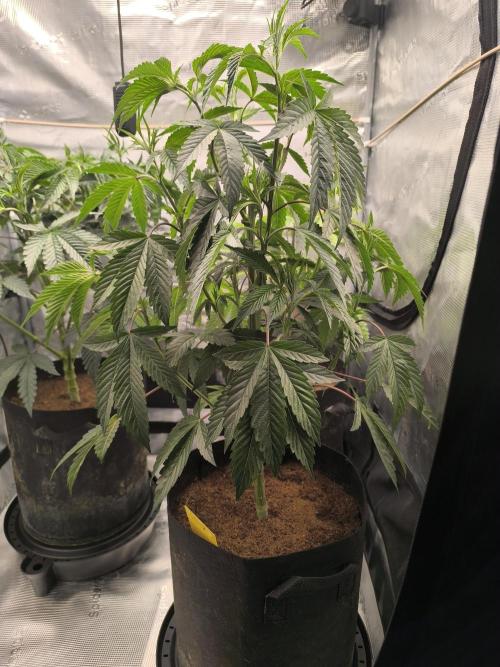 VANILLA FROSTING. Week 7