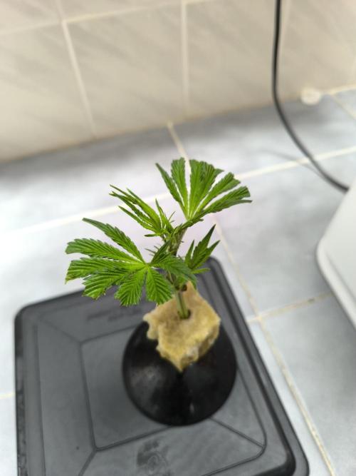 VANILLA FROSTING. Week 7