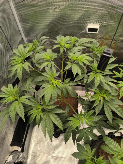 VANILLA FROSTING. Week 7