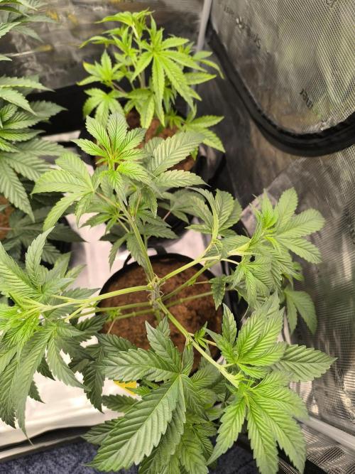 VANILLA FROSTING. Week 7