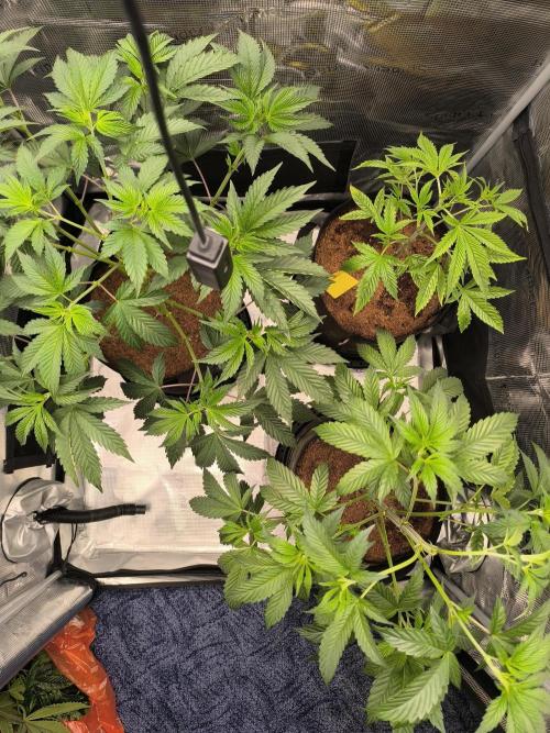 VANILLA FROSTING. Week 7