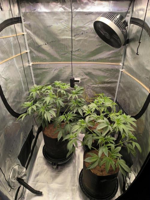 VANILLA FROSTING. Week 7
