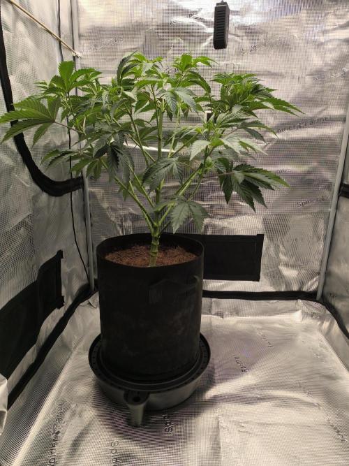 VANILLA FROSTING. Week 7