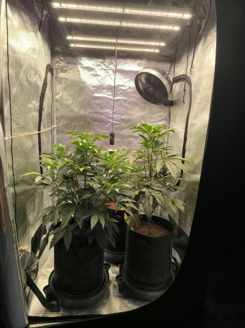 VANILLA FROSTING. Week 7