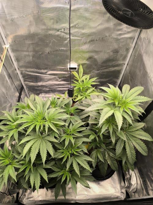 VANILLA FROSTING. Week 7