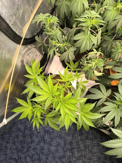VANILLA FROSTING. Week 8