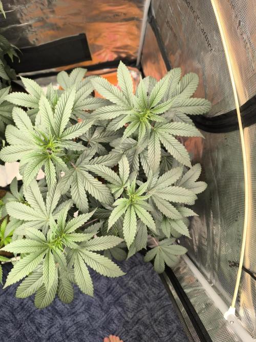 VANILLA FROSTING. Week 8