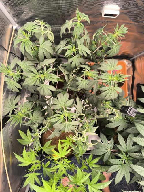 VANILLA FROSTING. Week 8