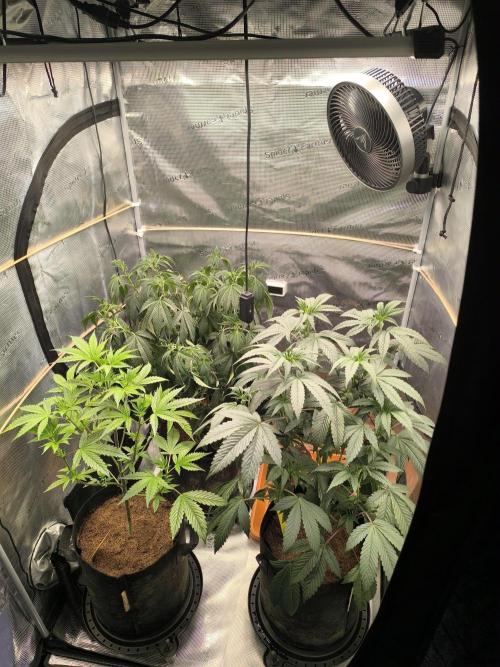 VANILLA FROSTING. Week 8