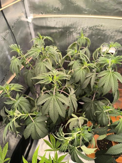 VANILLA FROSTING. Week 8