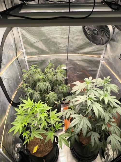VANILLA FROSTING. Week 8