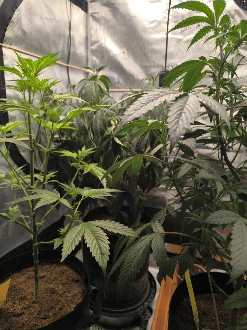 VANILLA FROSTING. Week 8