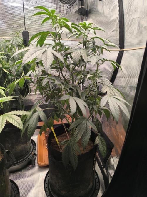 VANILLA FROSTING. Week 8