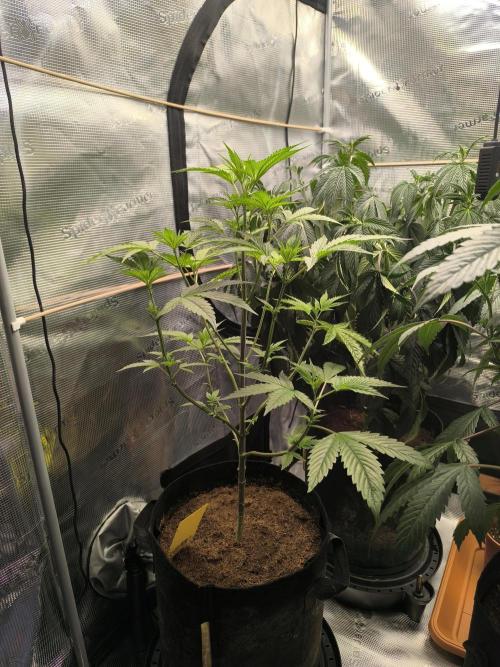 VANILLA FROSTING. Week 8