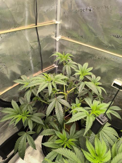 VANILLA FROSTING. Week 8
