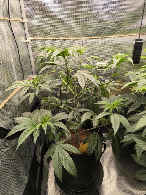 VANILLA FROSTING. Week 8