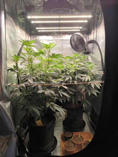 VANILLA FROSTING. Week 9