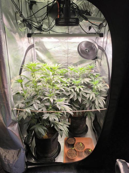 VANILLA FROSTING. Week 9