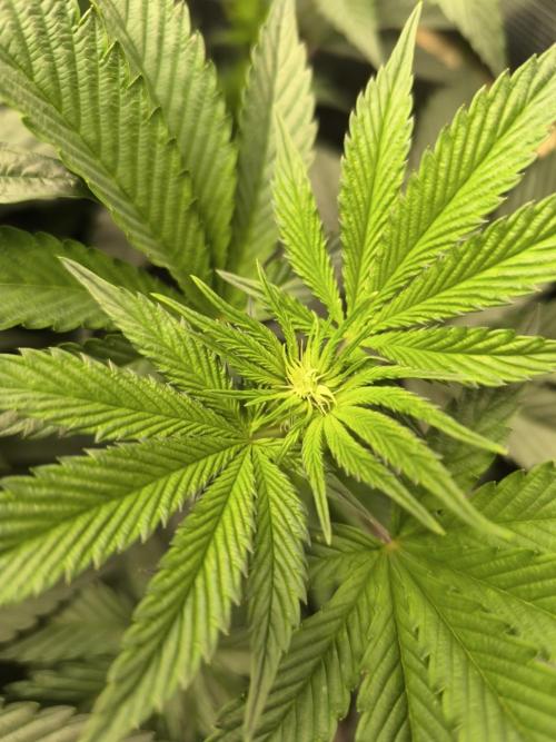 VANILLA FROSTING. Week 9