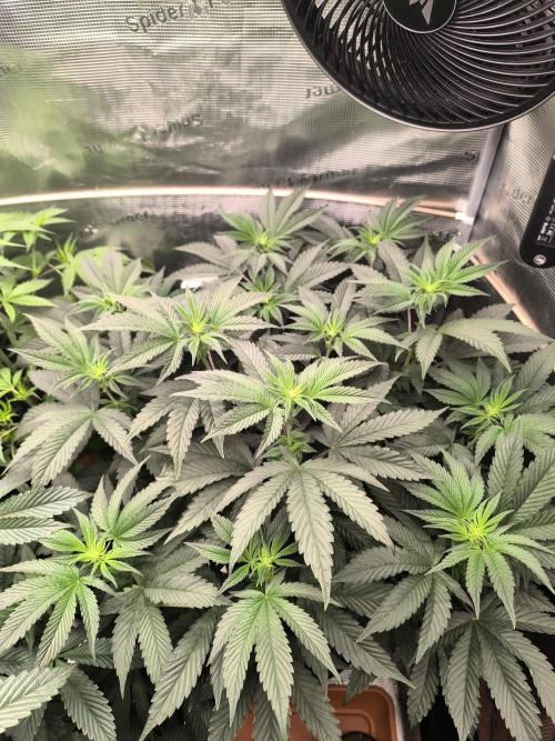 VANILLA FROSTING. Week 9