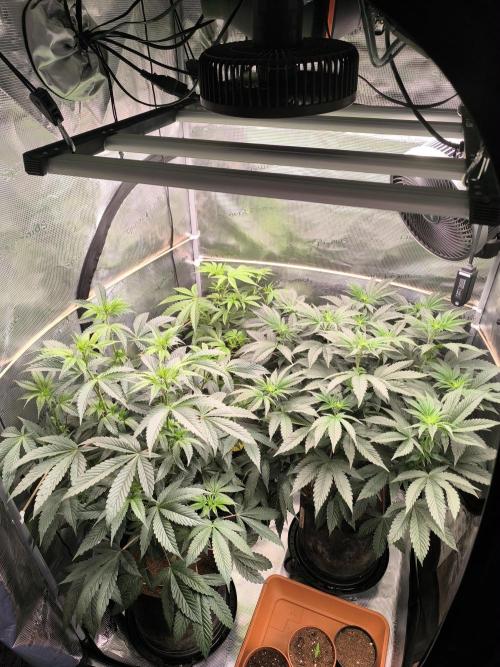 VANILLA FROSTING. Week 9