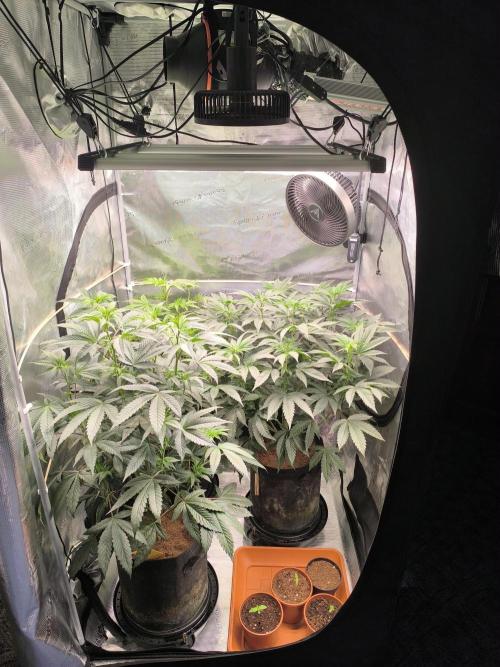 VANILLA FROSTING. Week 9