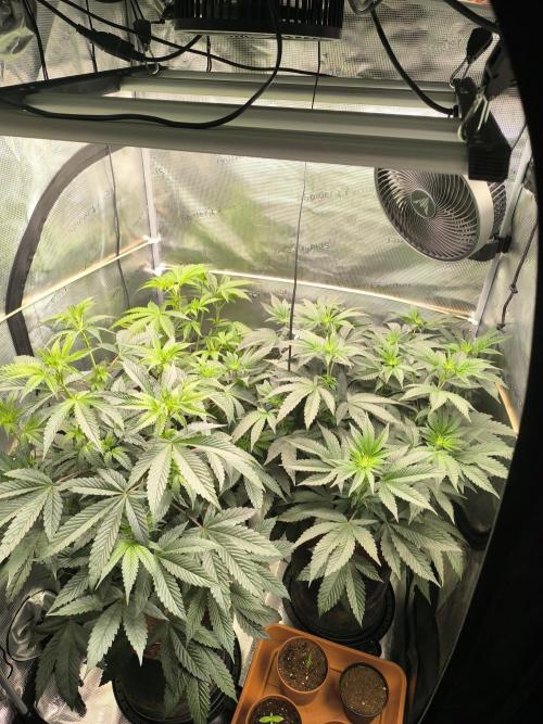 VANILLA FROSTING. Week 9