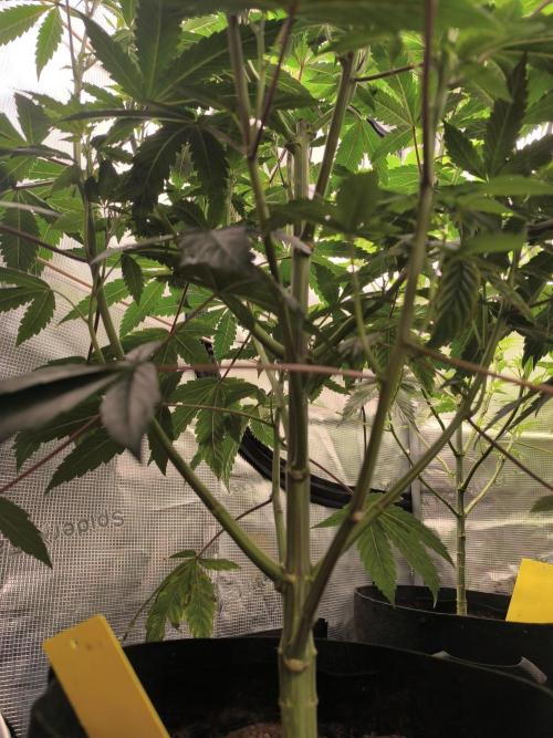 VANILLA FROSTING. Week 9
