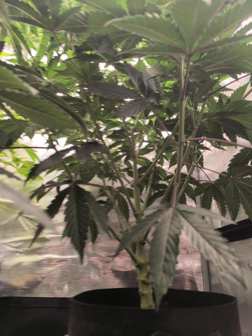 VANILLA FROSTING. Week 9