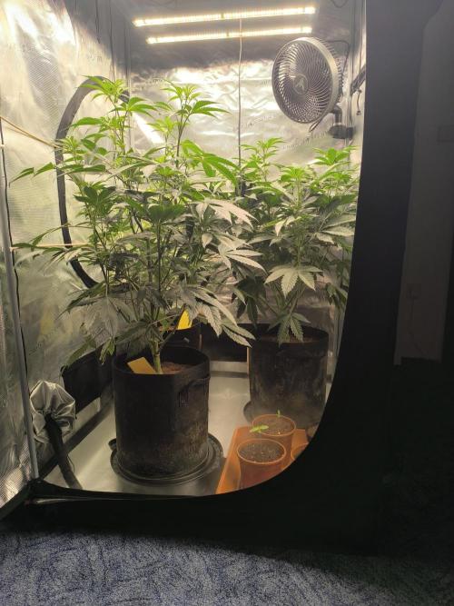 VANILLA FROSTING. Week 9