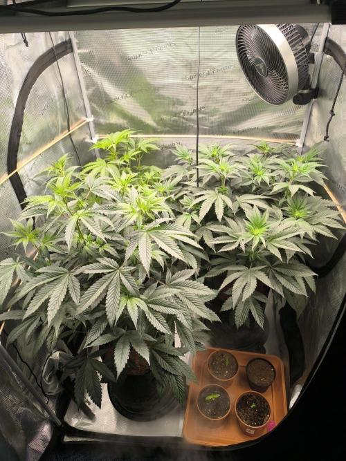 VANILLA FROSTING. Week 9