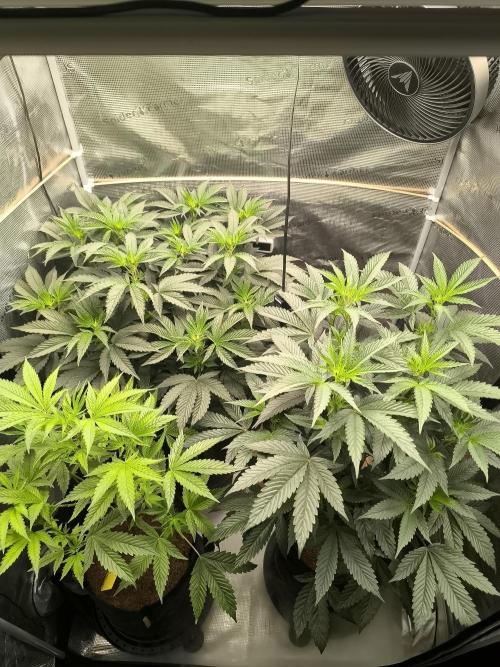 VANILLA FROSTING. Week 9