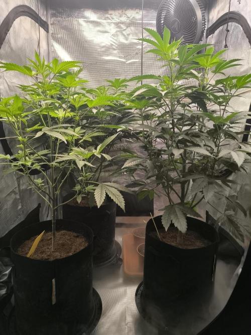 VANILLA FROSTING. Week 9
