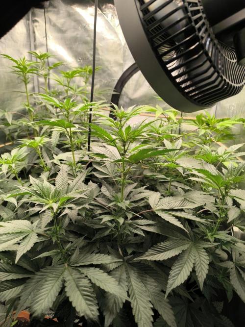 VANILLA FROSTING. Week 9