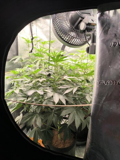 VANILLA FROSTING. Week 9