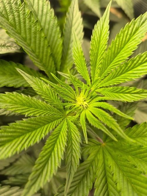 VANILLA FROSTING. Week 10