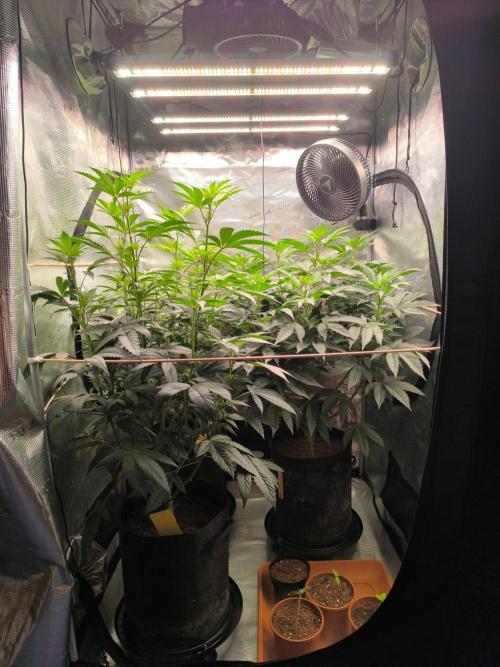 VANILLA FROSTING. Week 10