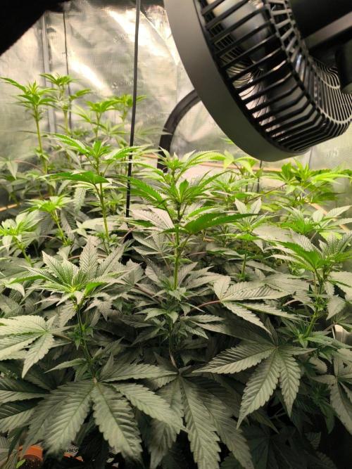VANILLA FROSTING. Week 10