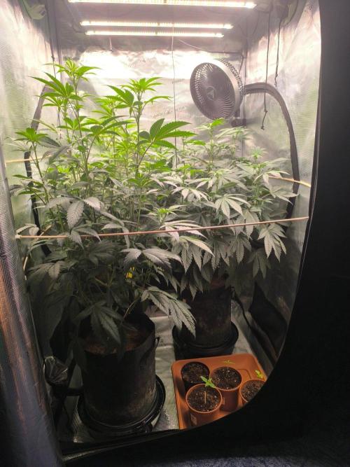 VANILLA FROSTING. Week 10