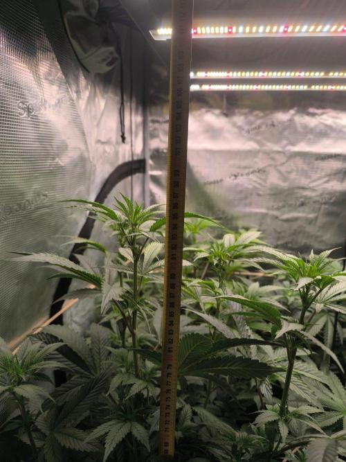 VANILLA FROSTING. Week 10