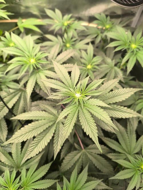VANILLA FROSTING. Week 10
