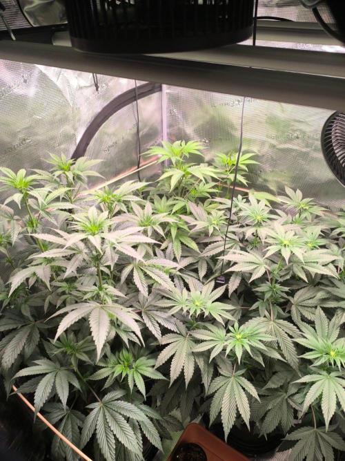 VANILLA FROSTING. Week 10