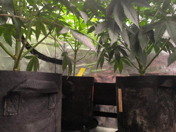VANILLA FROSTING. Week 10